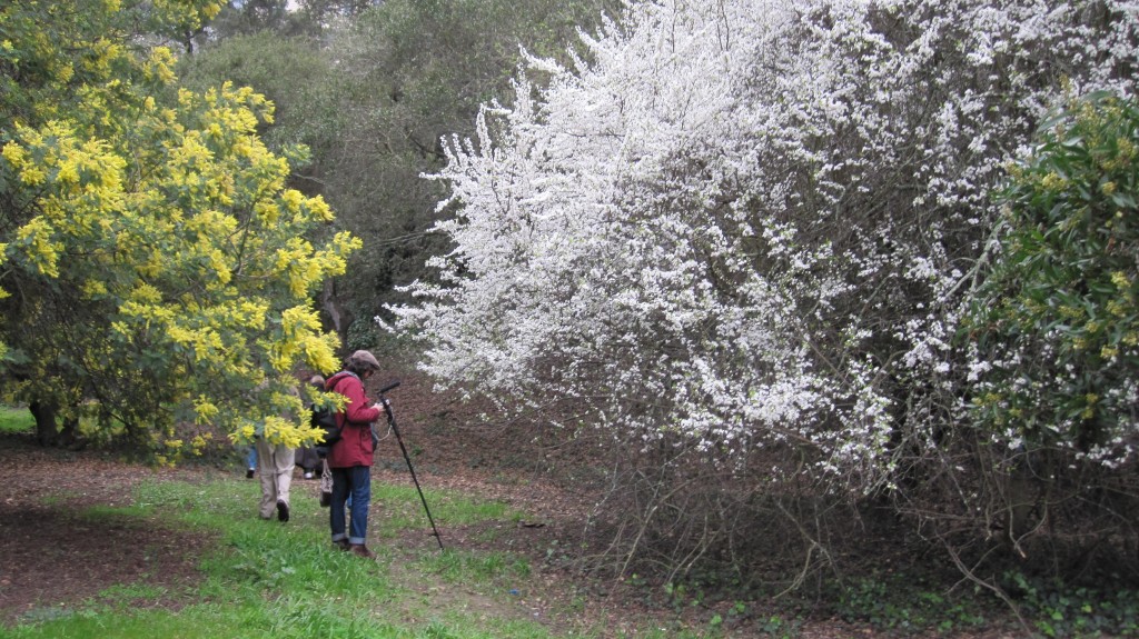 Piedmont Civic Association Piedmont, California » Story Poles for